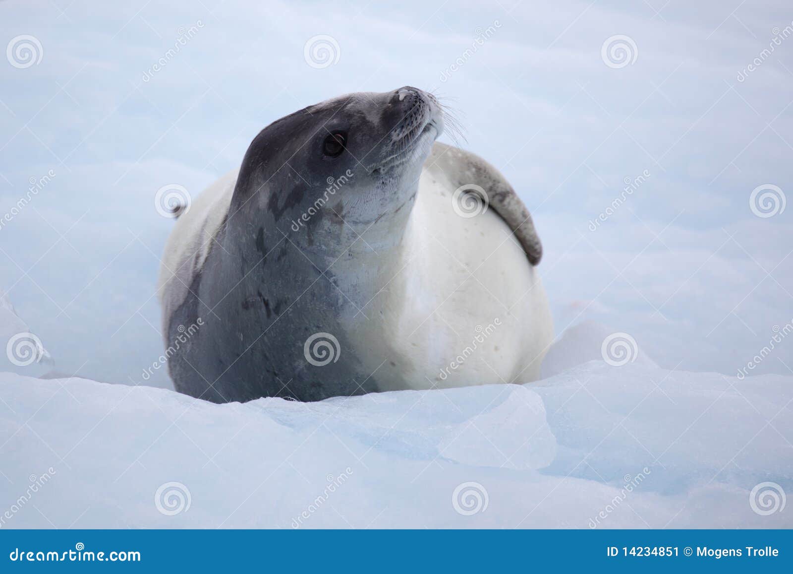 crabeater seal on ice floe, antarctica