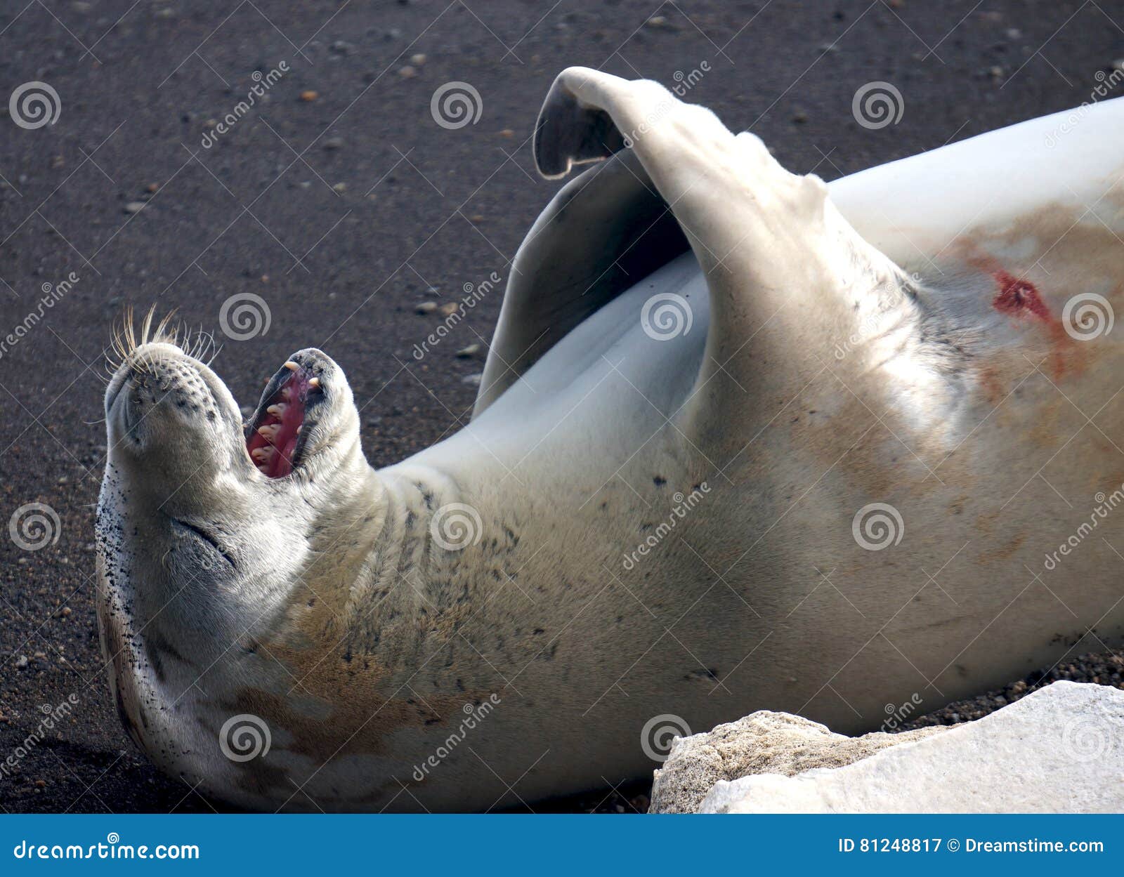Crabeater seal stock image. Image of teeth, antarctica 81248817