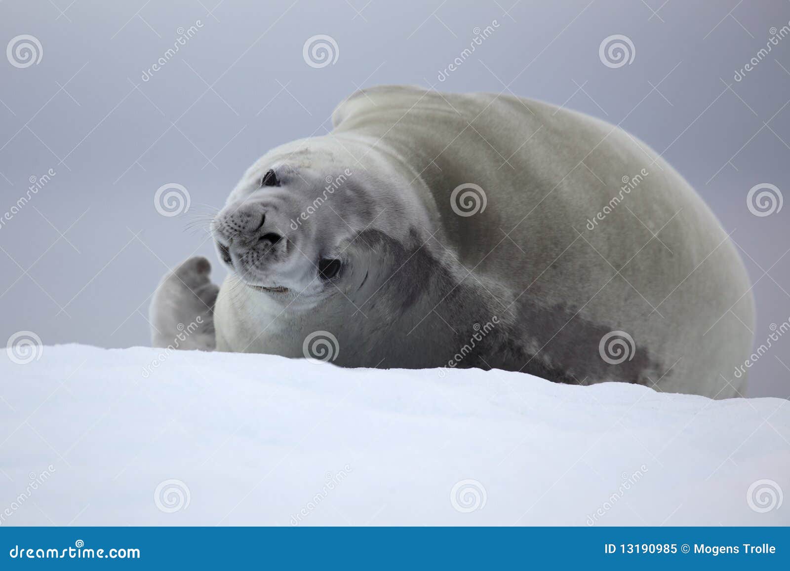 crabeater seal resting on ice floe, antarctica