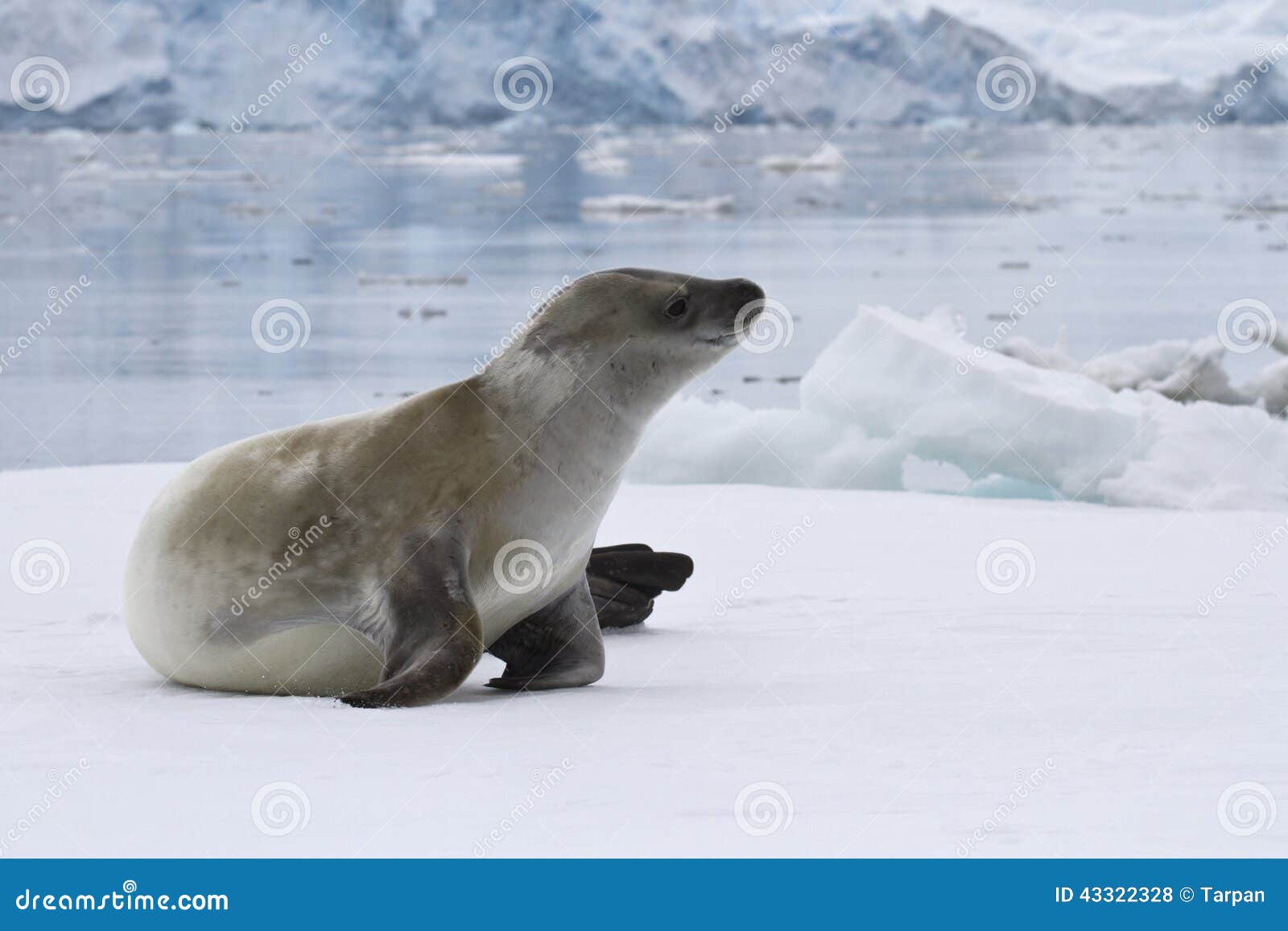 crabeater seal which lies on the ice in antarctic