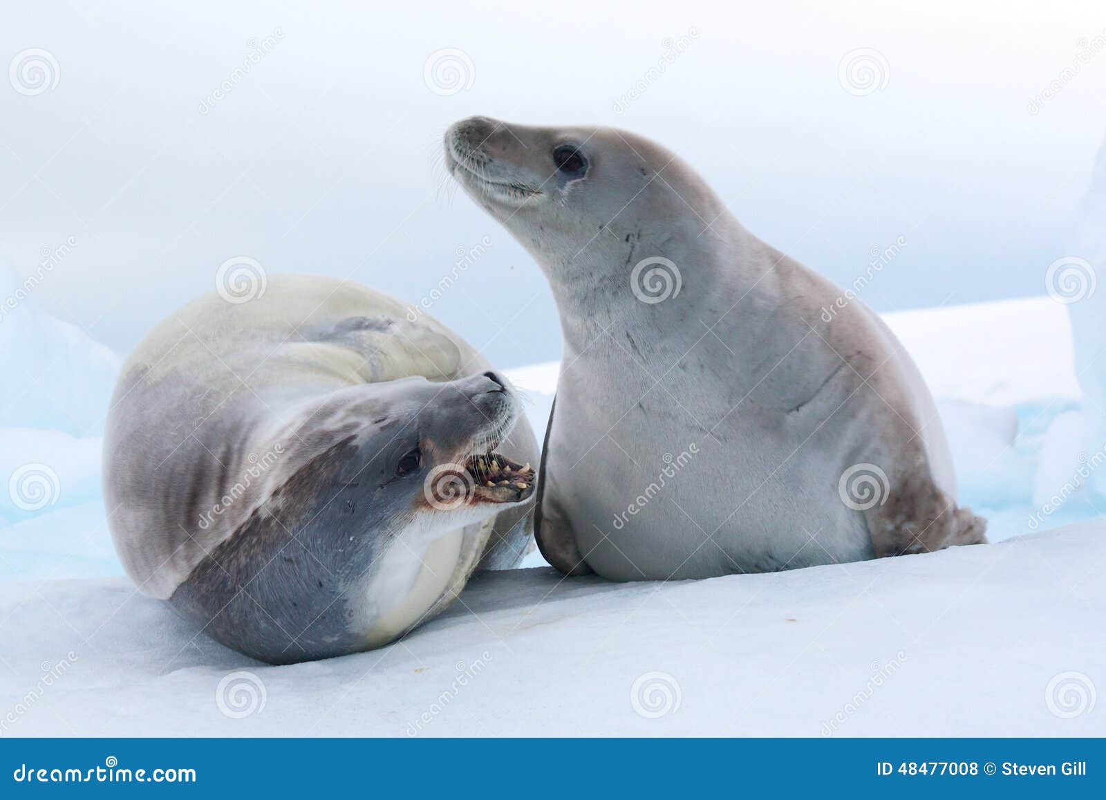 crabeater seals, antarctica