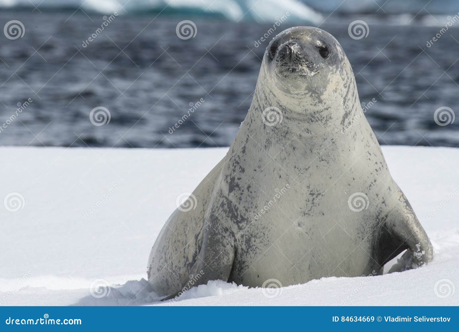 crabeater seals on the ice.