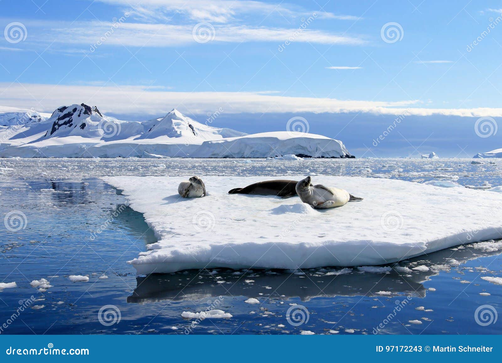 crabeater seals on ice floe, antarctic peninsula