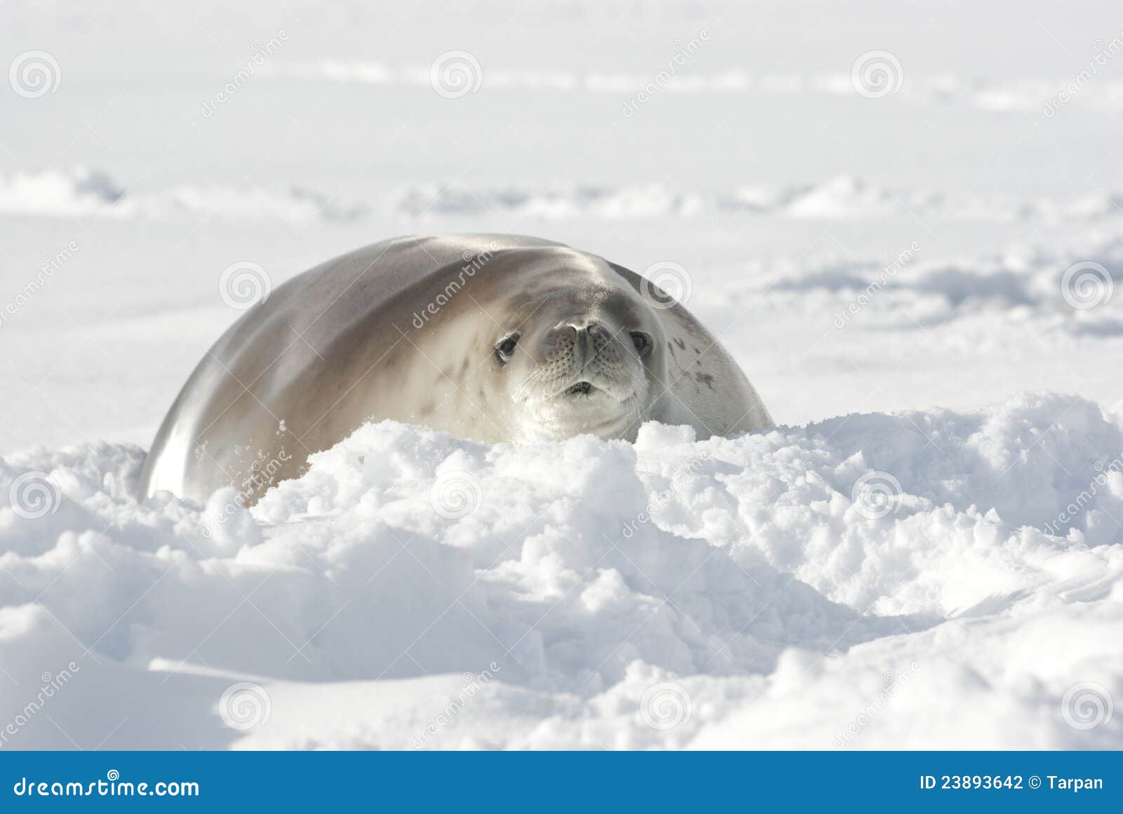 crabeater seals lying in the snow.