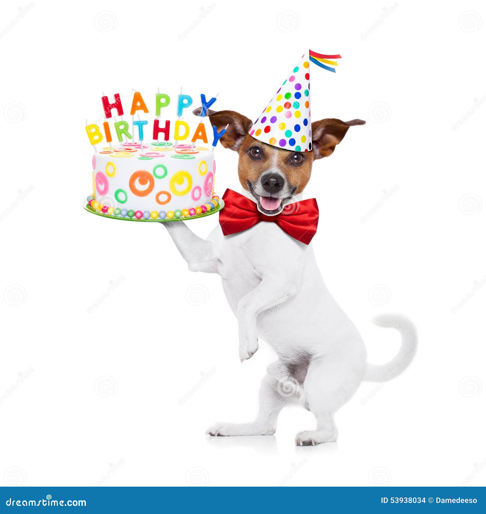 12 595 Chien D Anniversaire Photos Libres De Droits Et Gratuites De Dreamstime