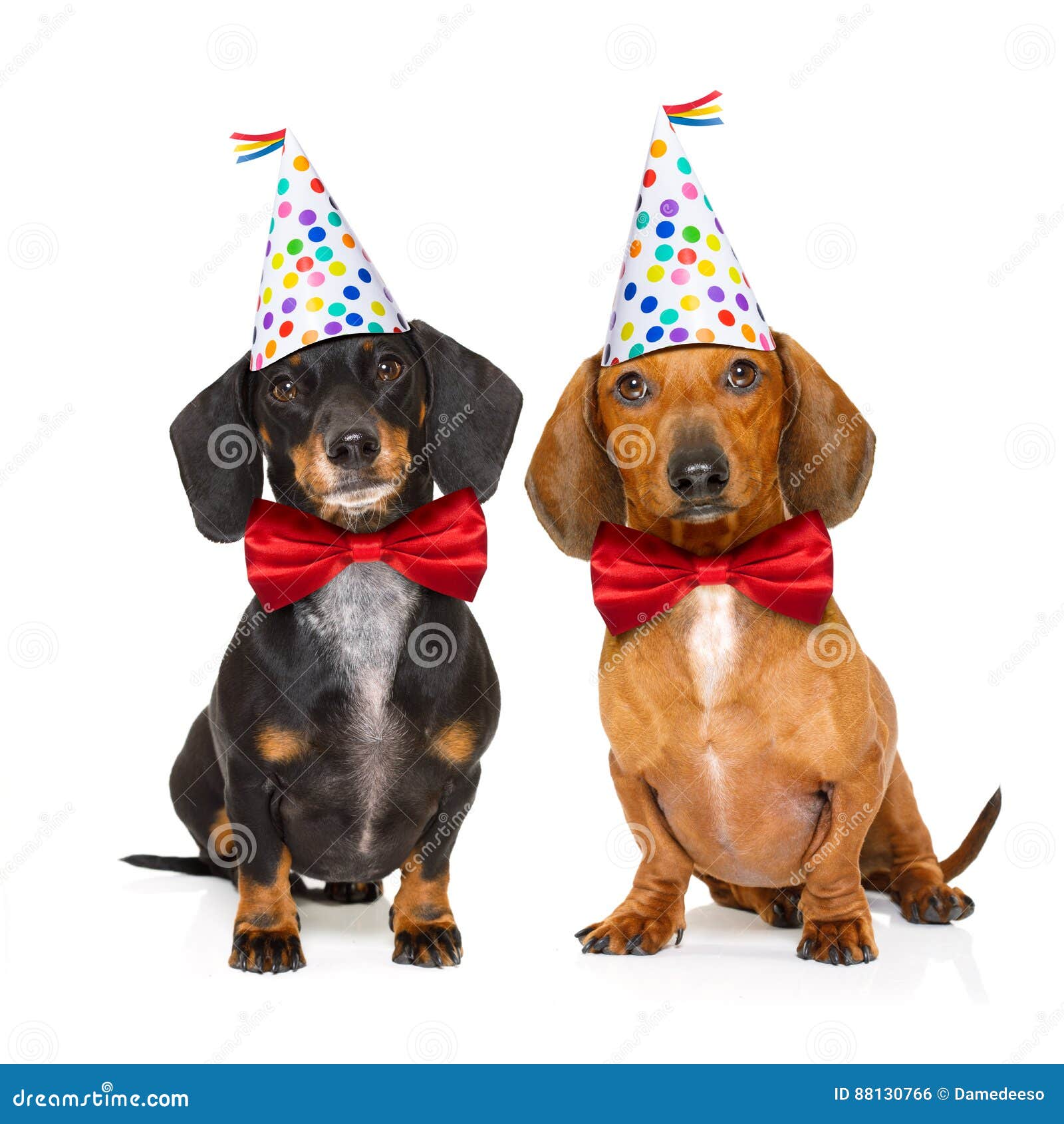 12 640 Chien D Anniversaire Photos Libres De Droits Et Gratuites De Dreamstime