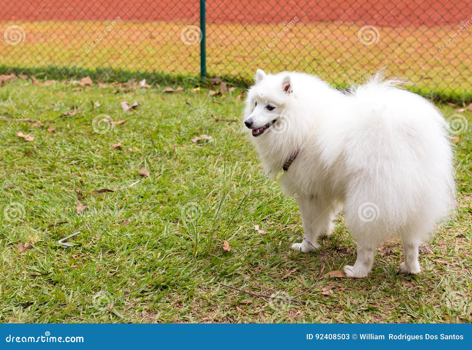 Crabot Esquimau Américain Image Stock Image Du Race 92408503