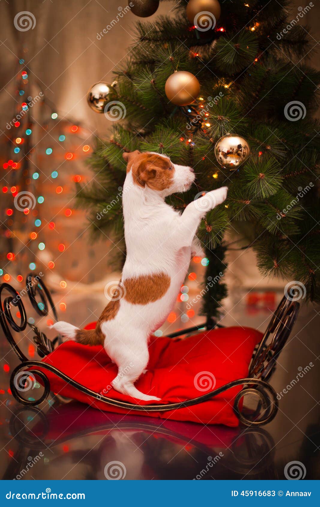 Crabot Jack Russel Chiot Noël Image Stock Image Du Humeur