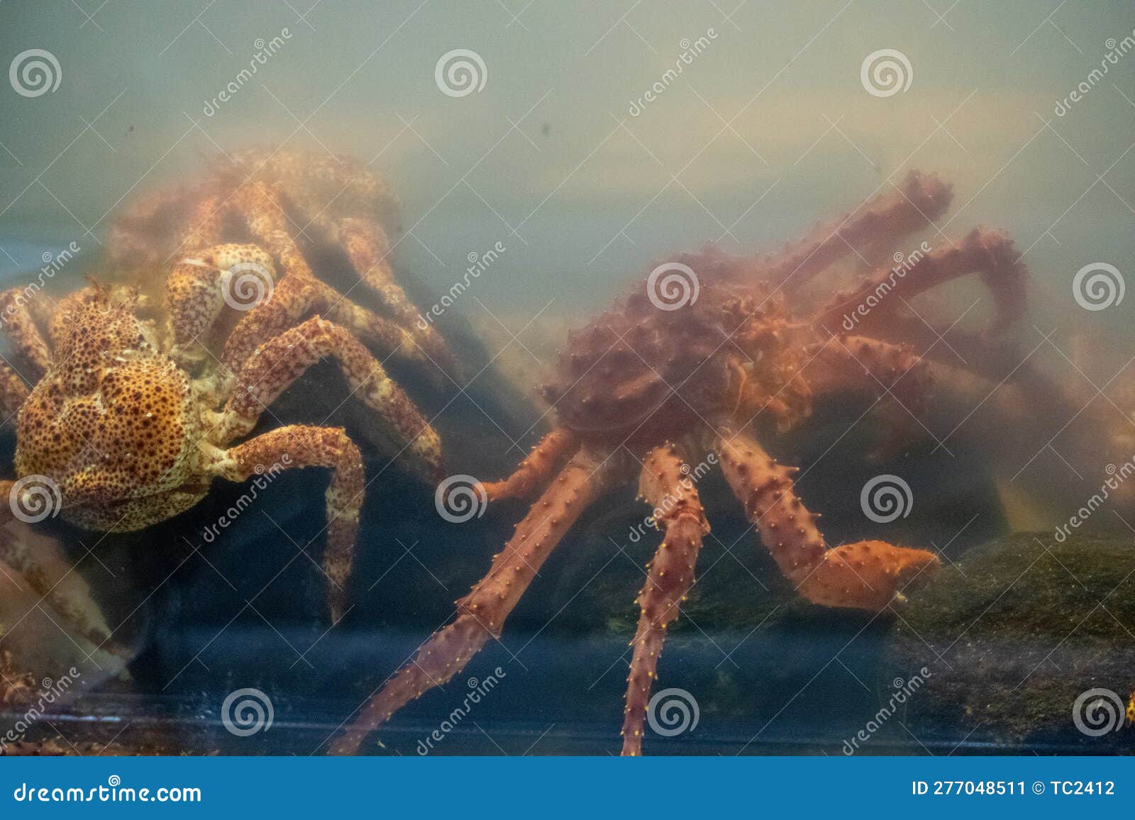 Crabs in the Fish Tank of a Restaurant in Ushuaia Stock Image Image