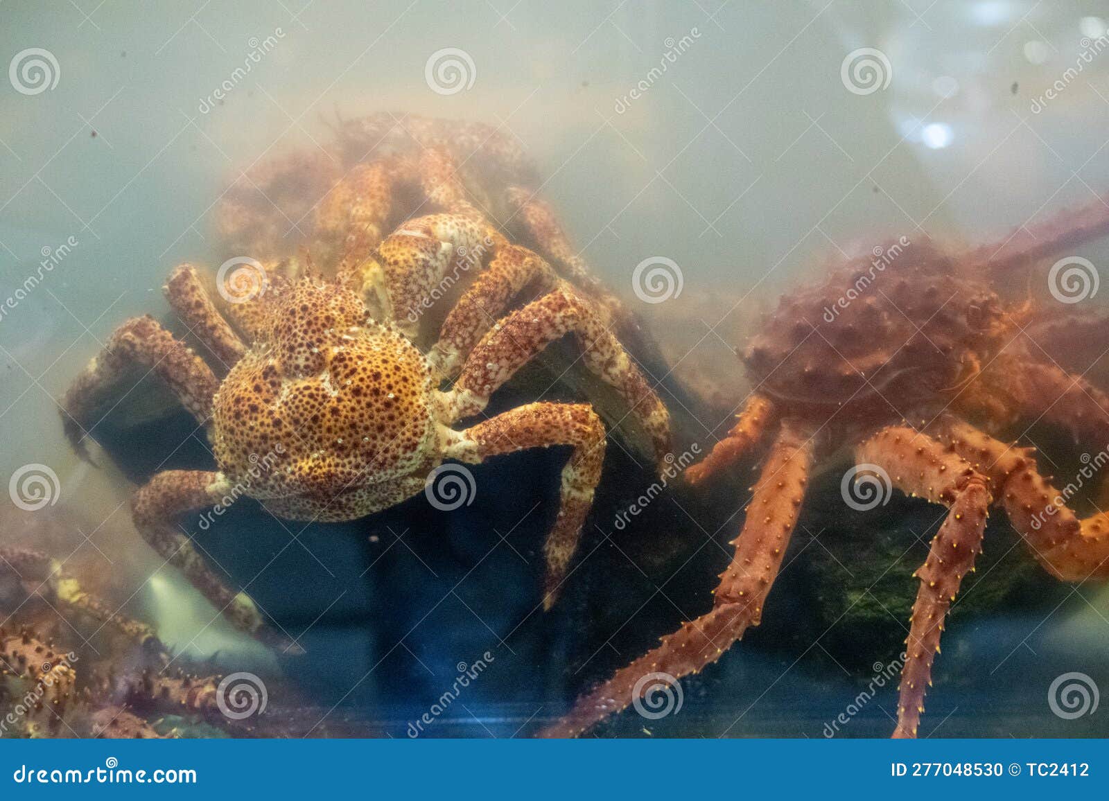Crabs in the Fish Tank of a Restaurant in Ushuaia Stock Photo Image
