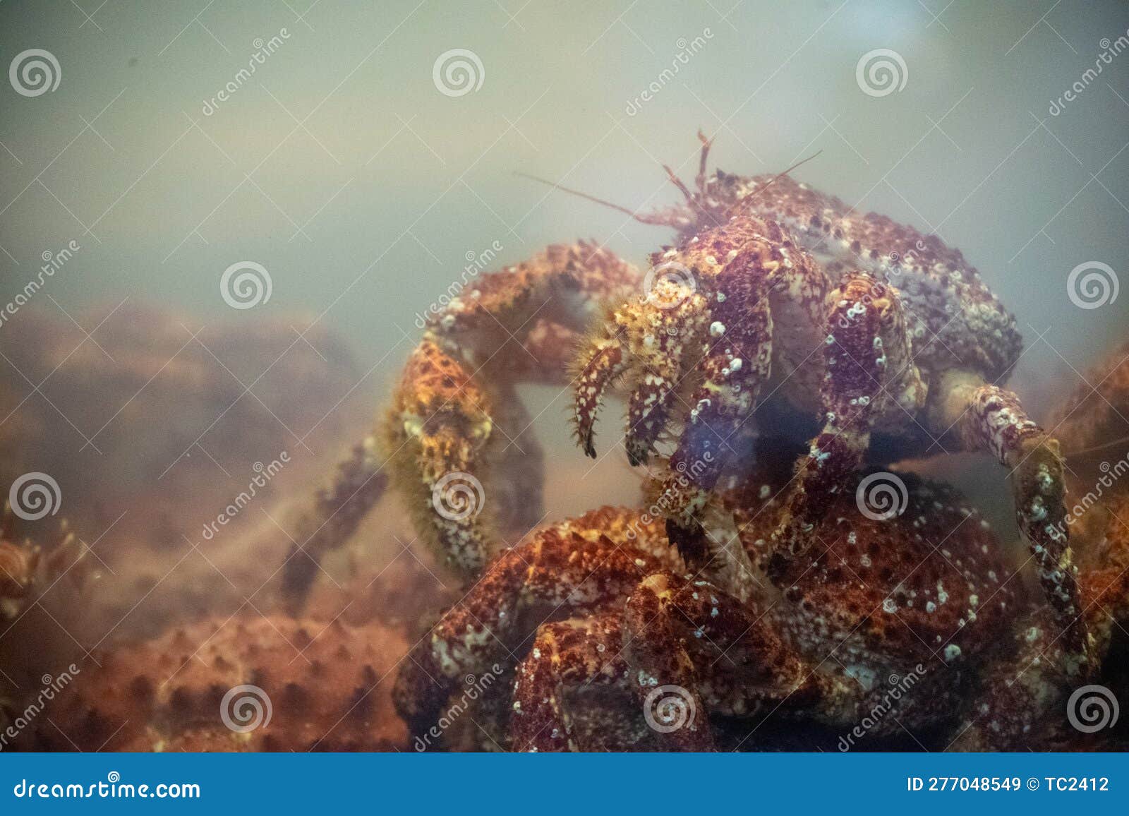 Crabs in the Fish Tank of a Restaurant in Ushuaia Stock Image Image