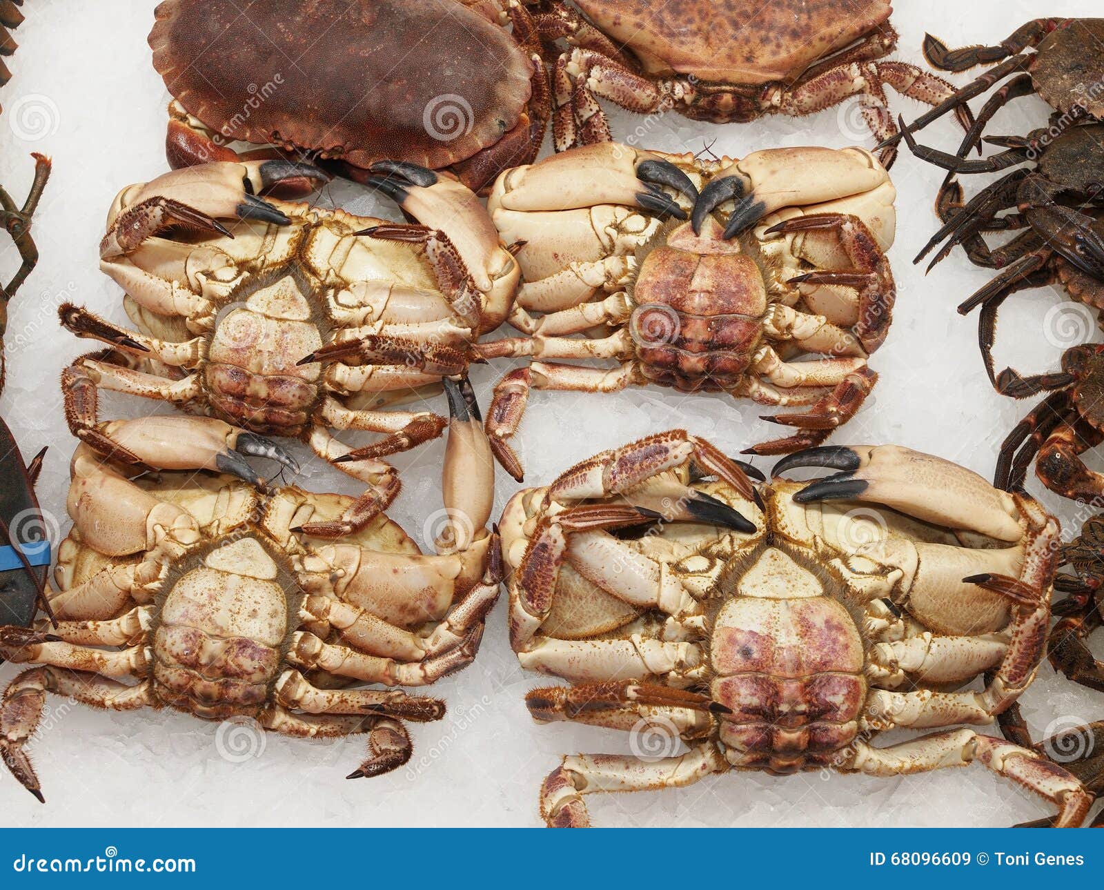 Crabs on Ice in a Spanish Fish Market Stock Image Image of food