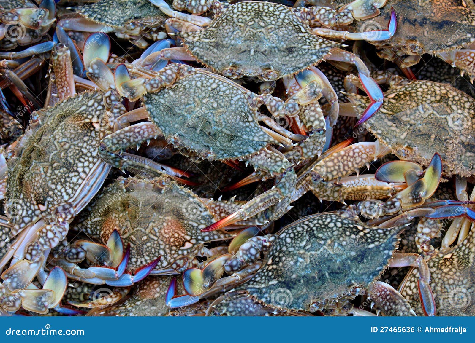 Crabs from the net stock photo. Image of crab, crayfish 27465636