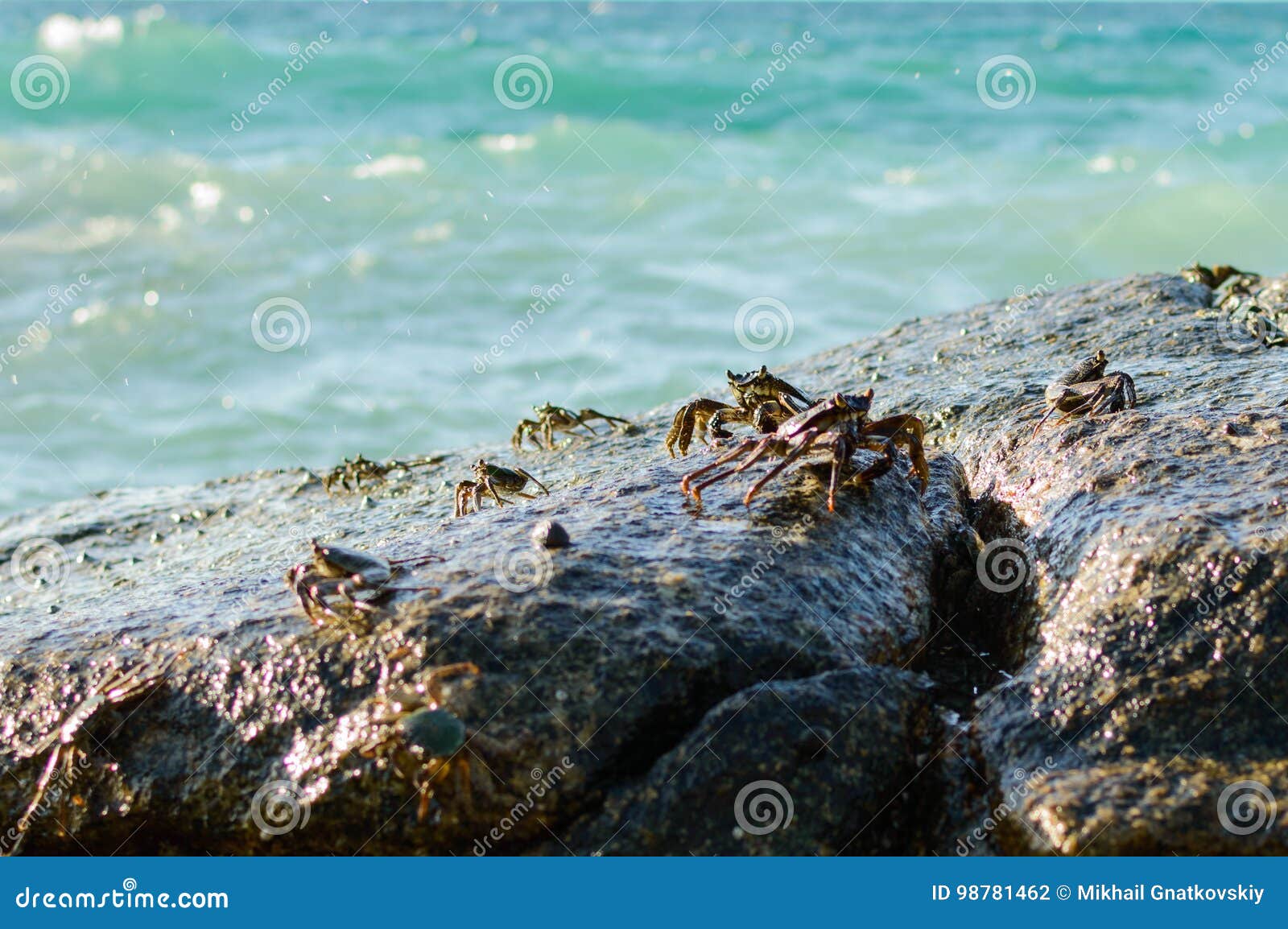 Краб сидит на пристани. Утес с крабами в Пицунде. Насекомые в Египте которые живут на камнях возле моря.