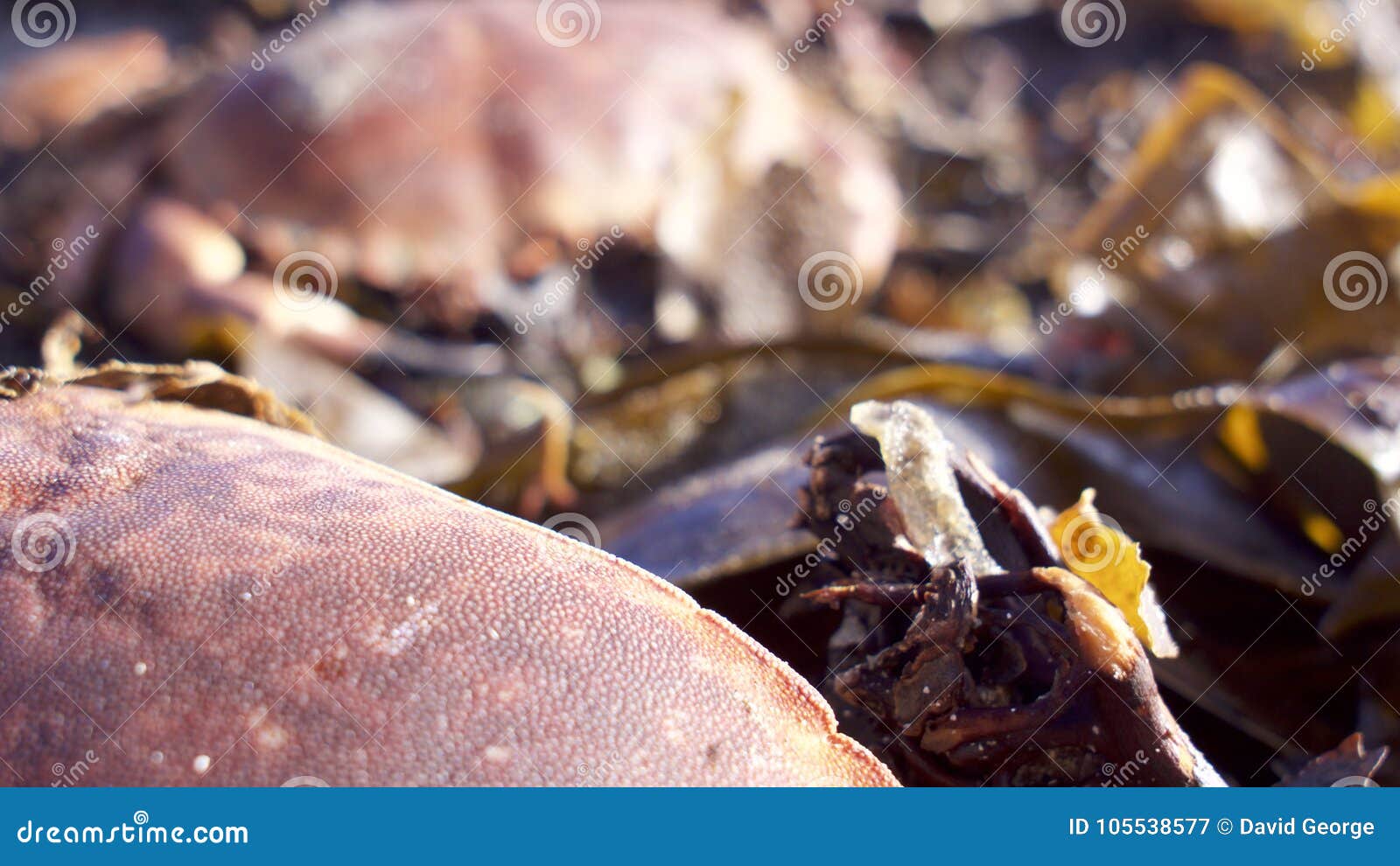 Crabs and Seaweed on the Beach Stock Image Image of horizon, beach