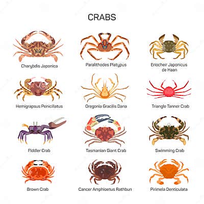 Crabs Vector Set in Flat Style Design. Different Kind of Crab Species ...