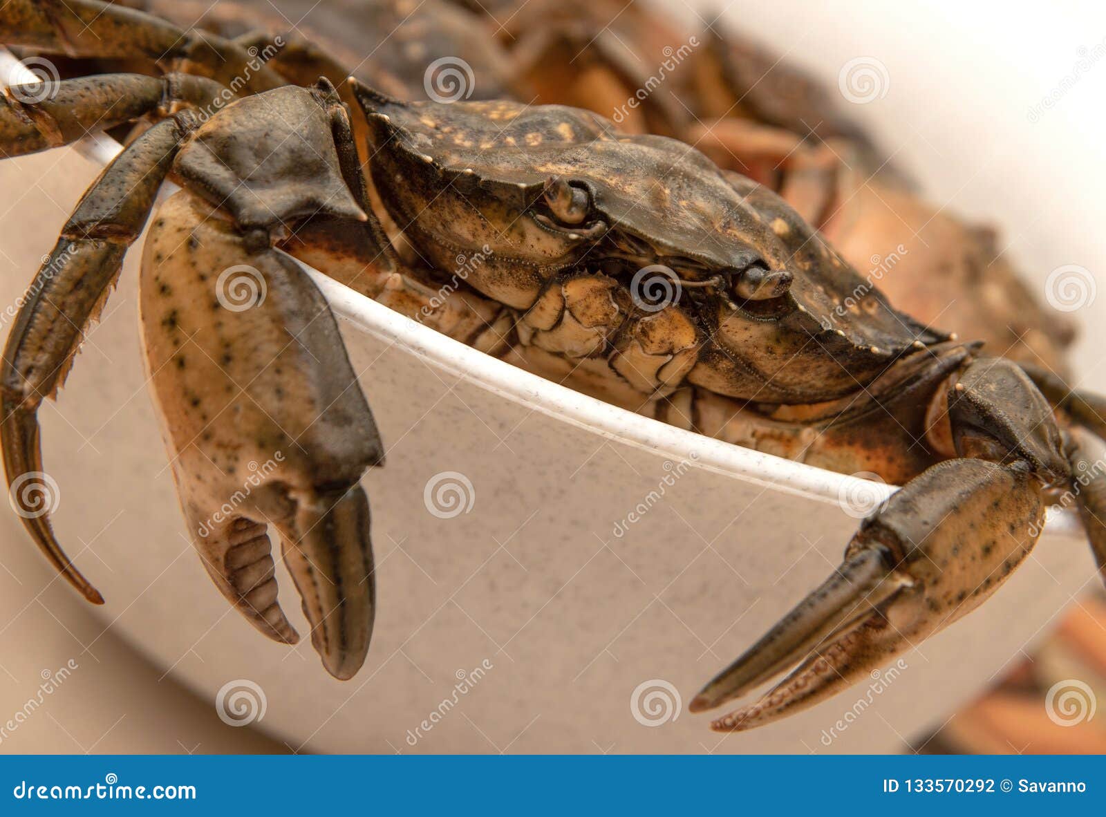 Crabs in white bowl stock photo. Image of bowl, full 133570292