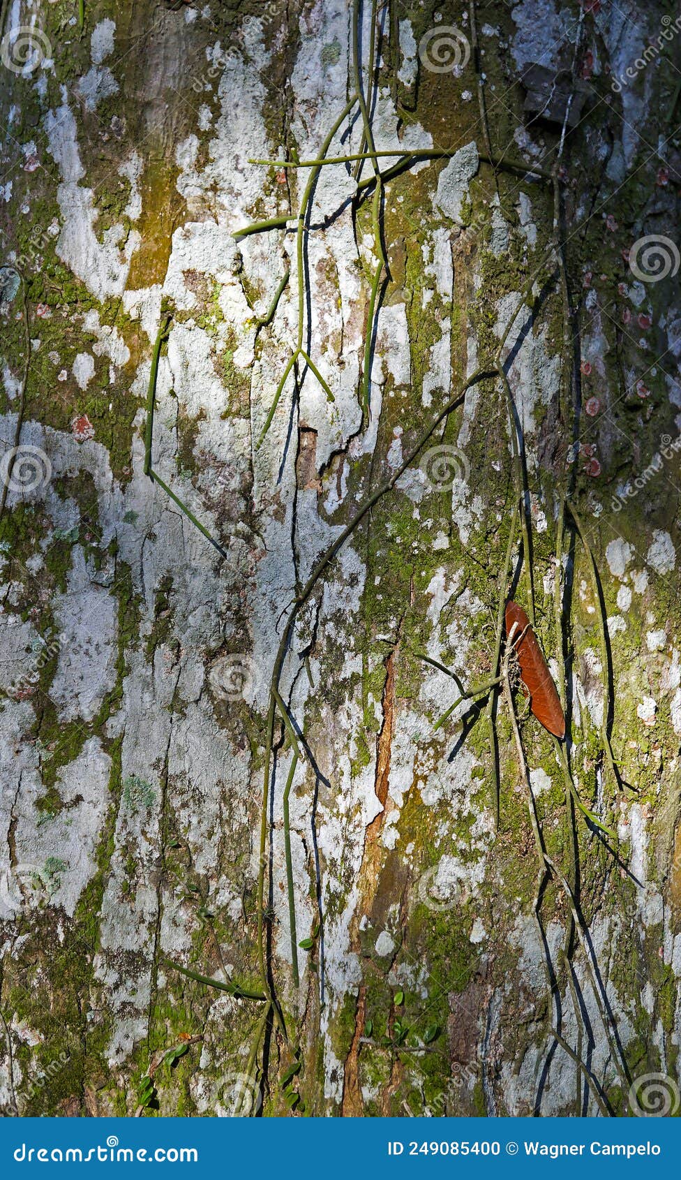 crabwood tree trunk or andiroba tree trunk, carapa guianensis, on soil, rio