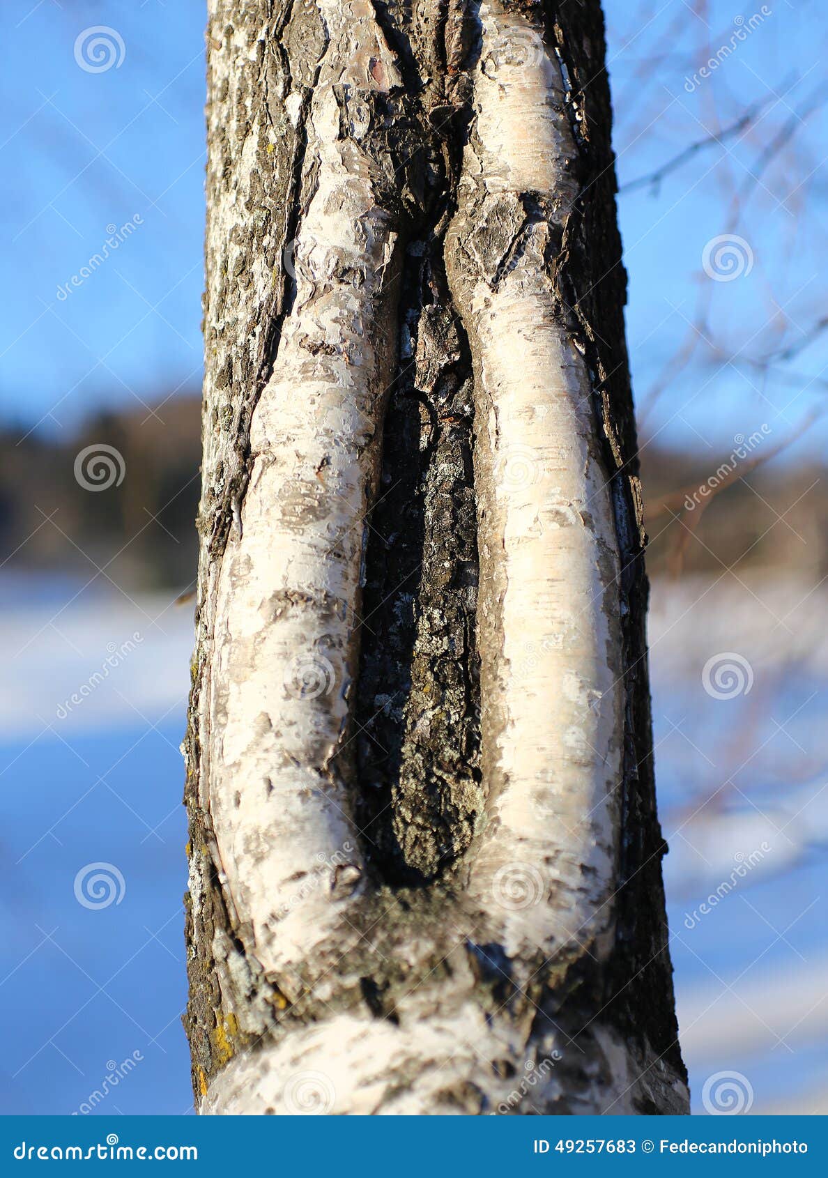 crack in the trunk of the tree like a vagina