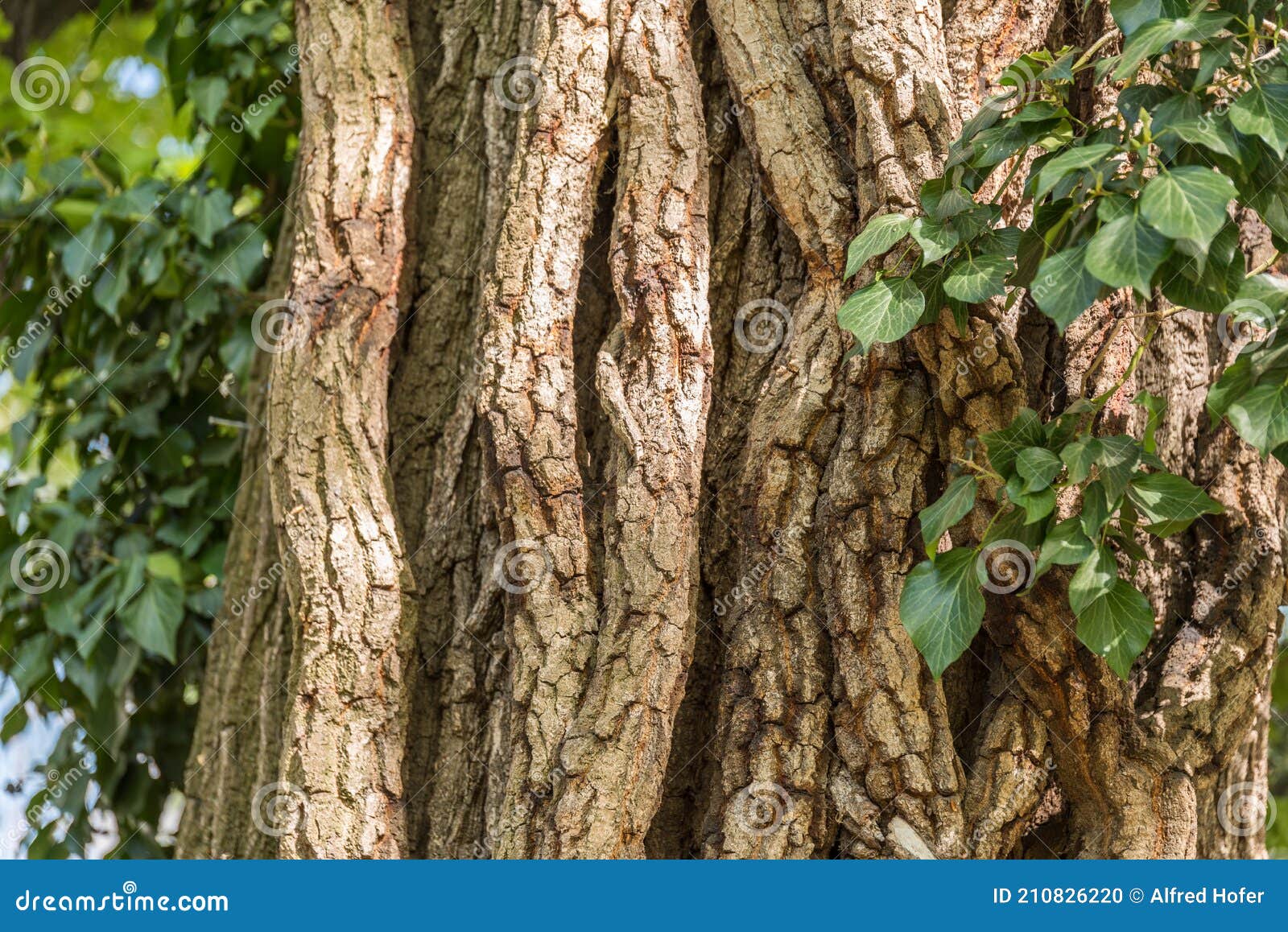 Cracked cedar tree bark stock photo. Image of cracks 210826220