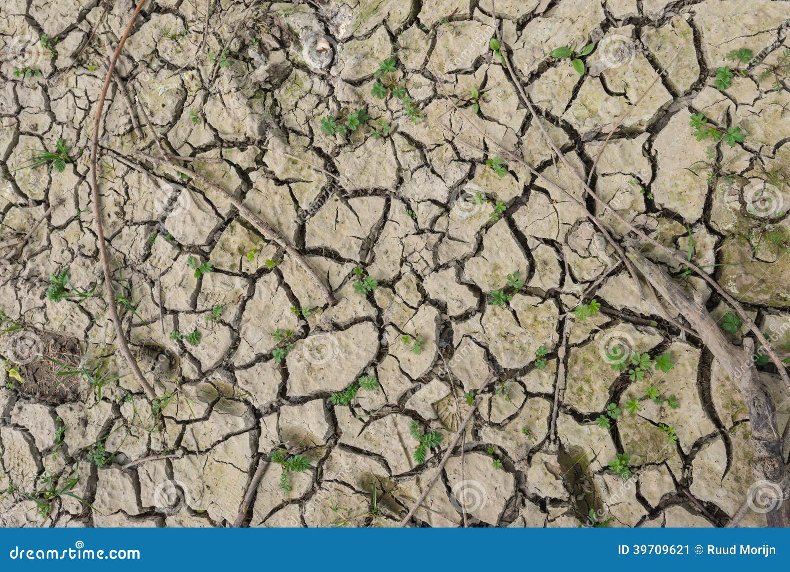 Cracked Clay Soil with Small Plants Stock Image Image of cracked