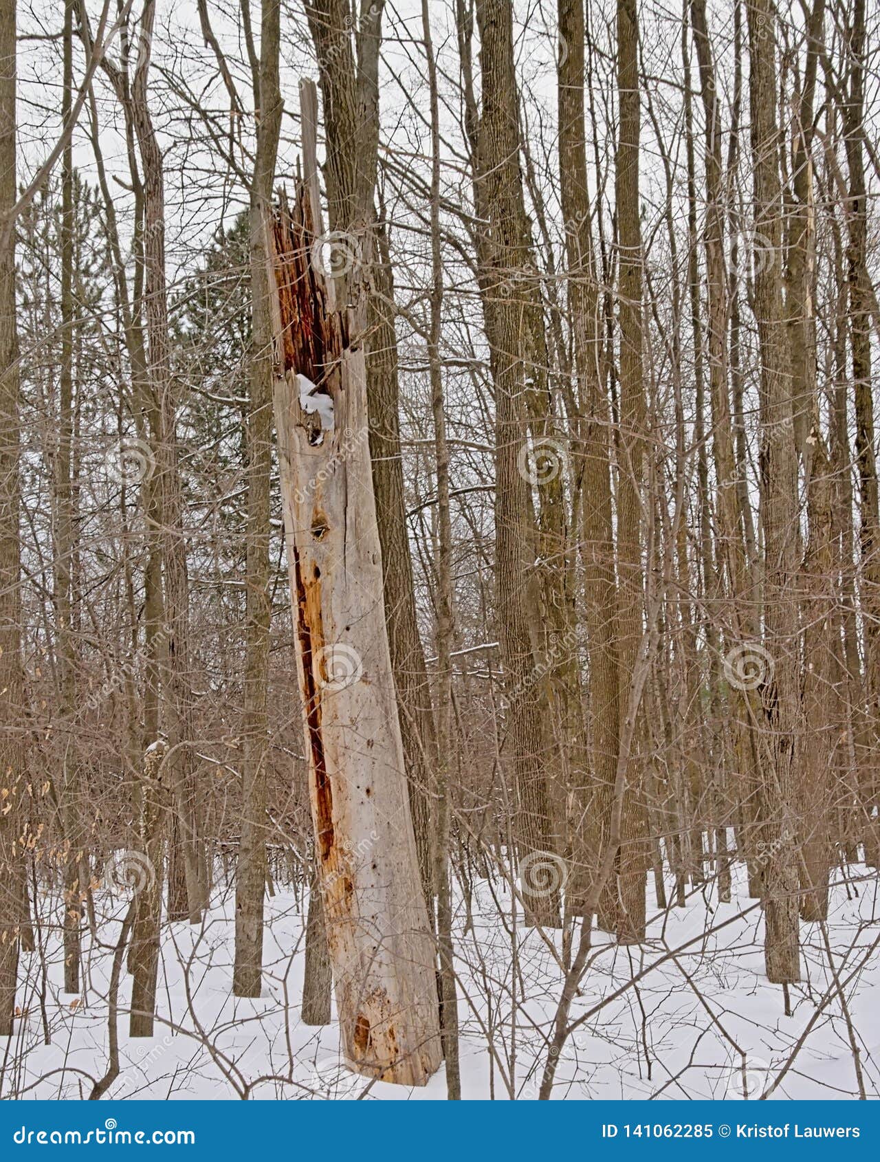 Cracked Dead Tree Trunk In A Winter Forest With Snow Stock ...