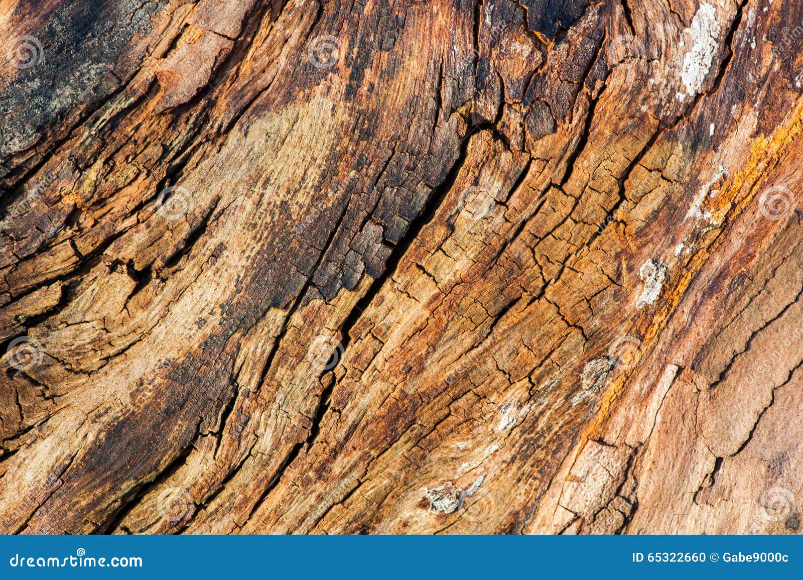 Cracked dead tree wood stock photo. Image of logging 65322660