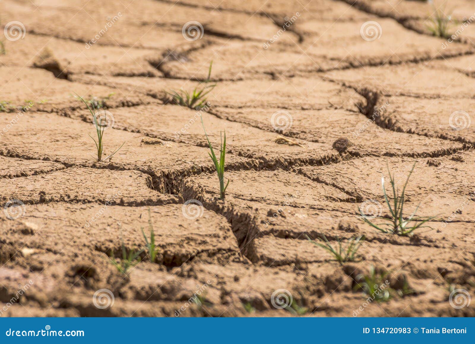 Cracked Dry Land at Dam in Brazil Stock Image Image of land, drought
