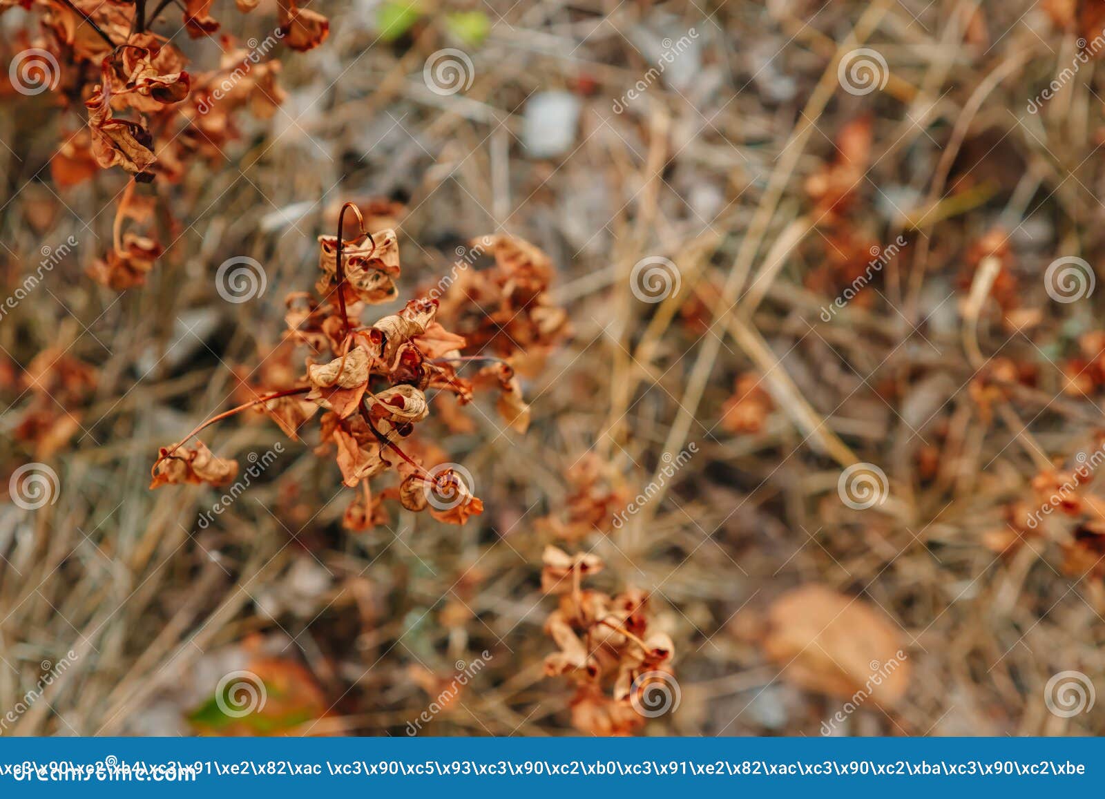 Cracked Earth and Dead Plants Stock Photo Image of cracked, isolated