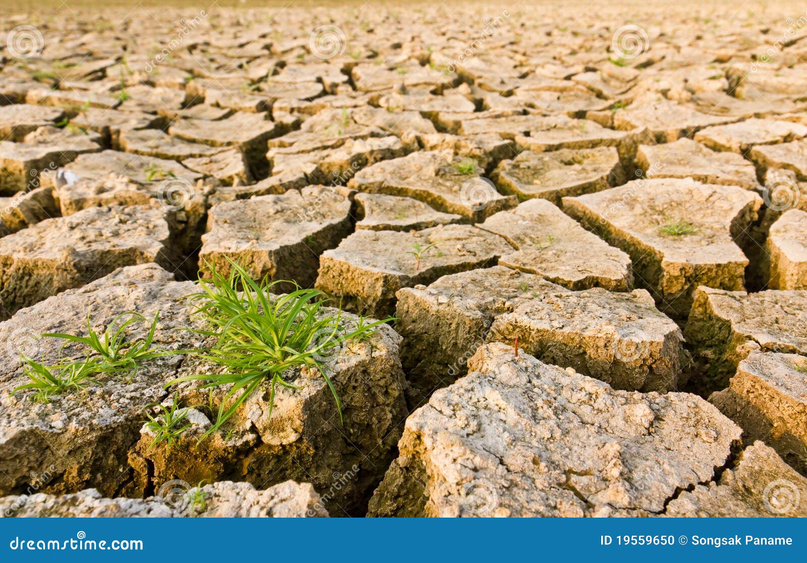 Cracked earth with grass stock photo. Image of details 19559650