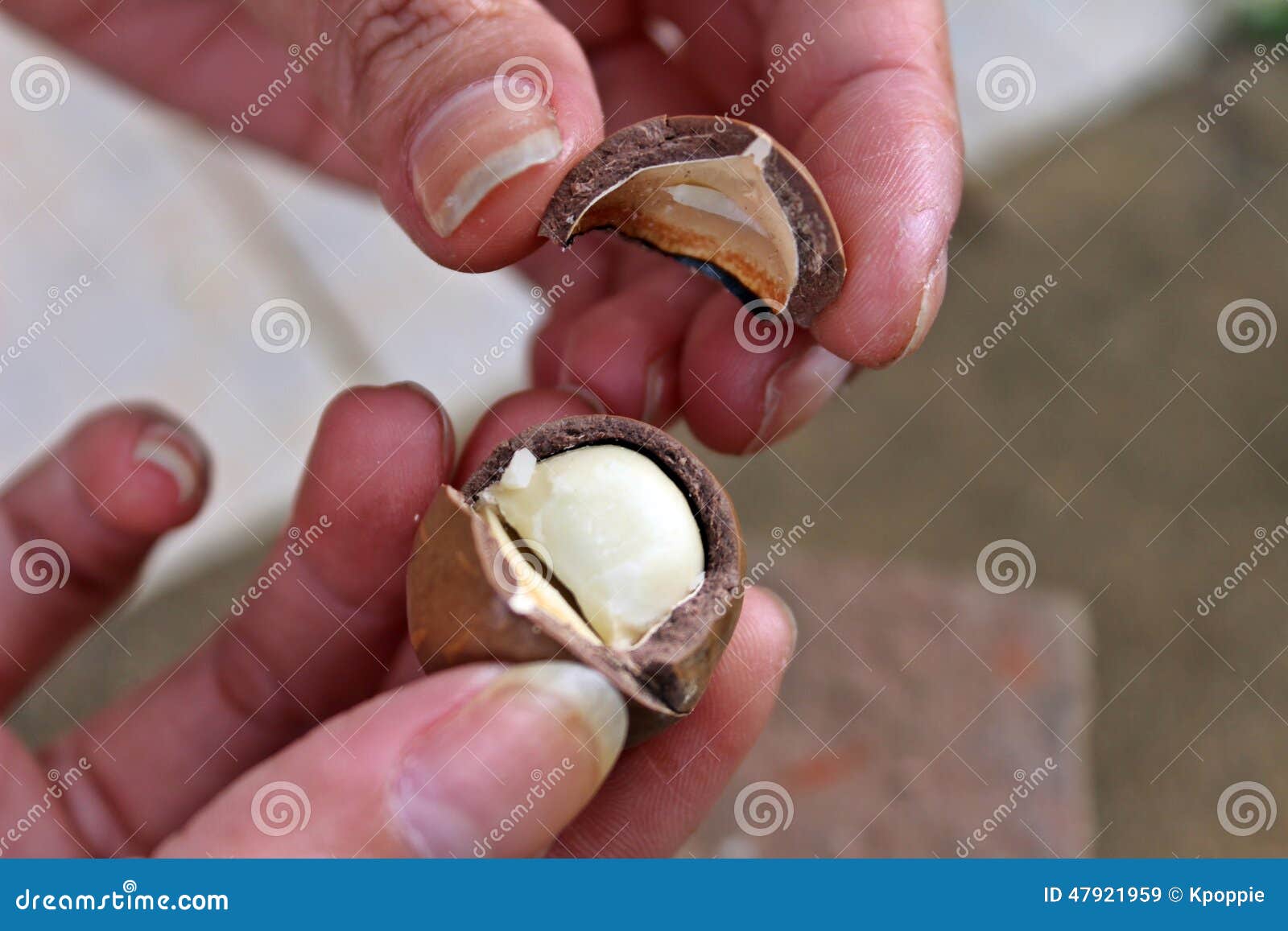 Cracked macadamia nuts stock image. Image of macadamia 47921959