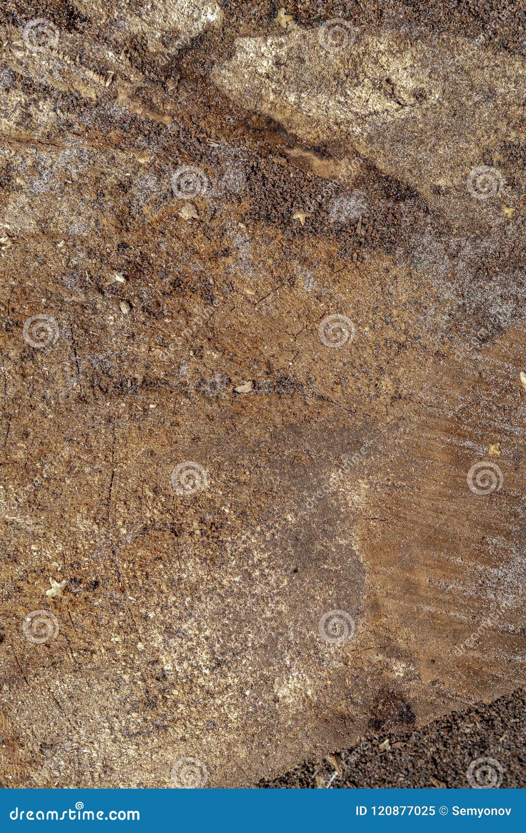 Cracked Old Pine Wood Board. Old Pine Wood Texture Stock Image Image
