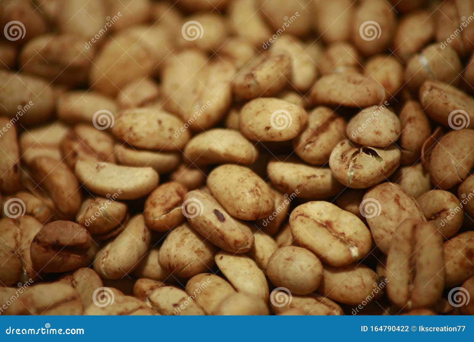 cracked pectin layer of dry arabica typica kopi lintong beans