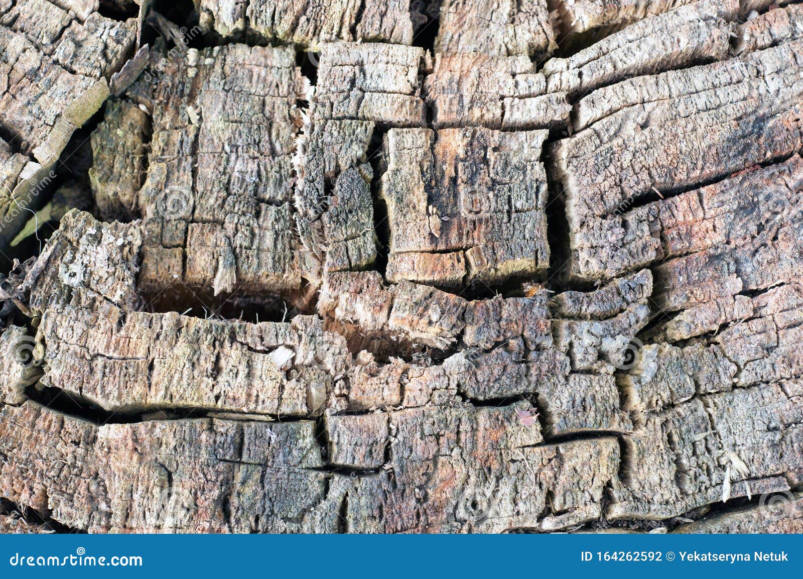 Cracked Trunk in Cross Section Stock Photo Image of rough
