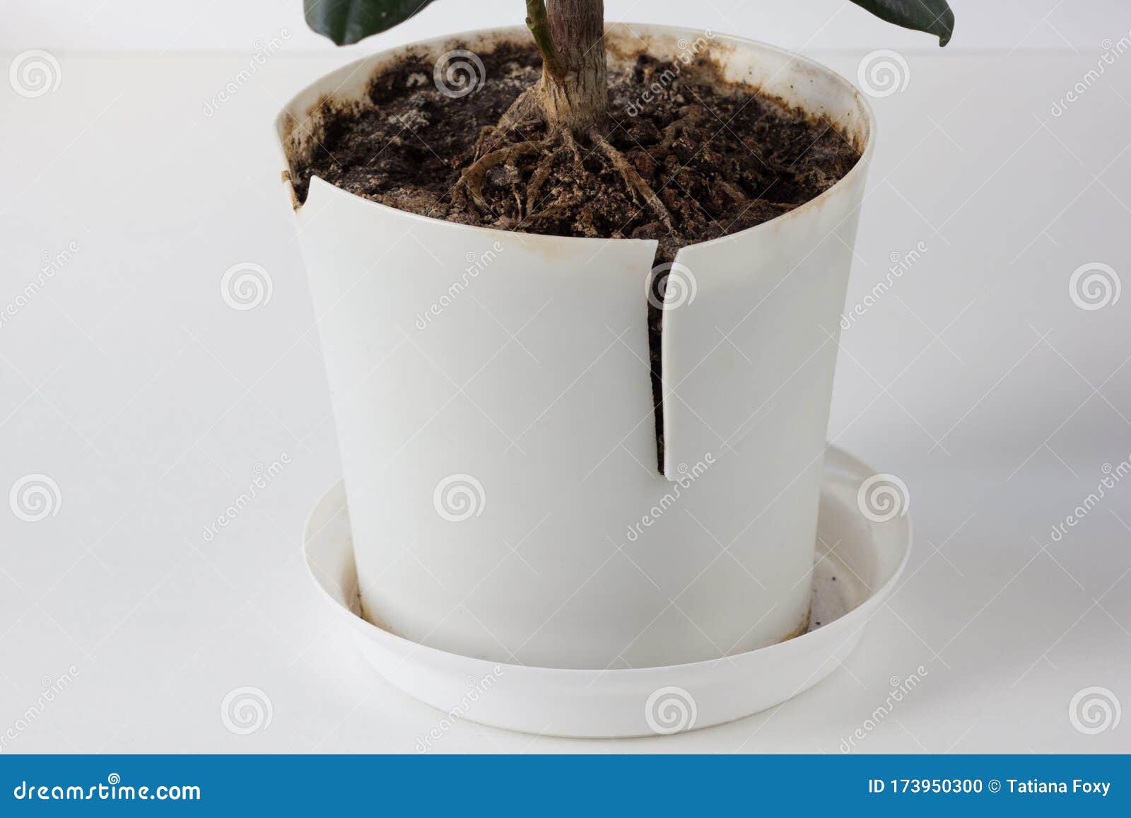 Cracked Plastic Pot with Flower because of Big Root and Need To Repot