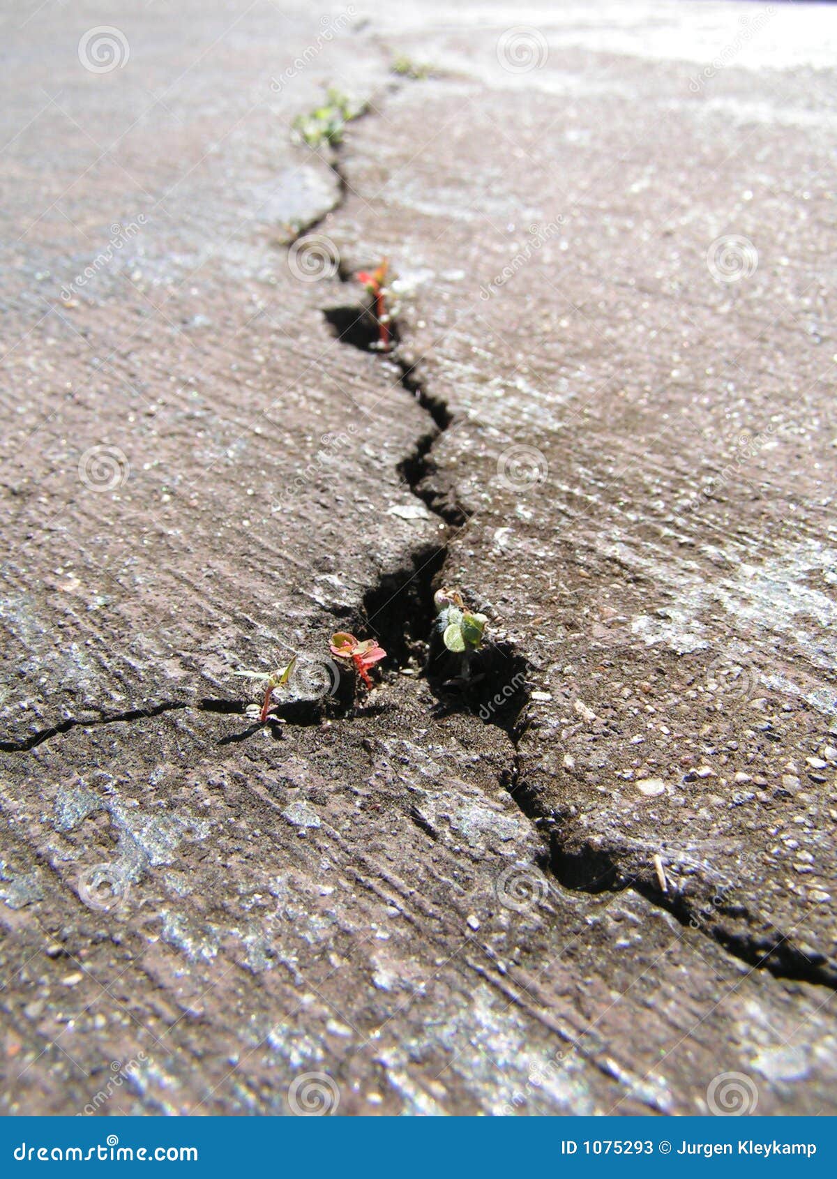 cracked road with new life