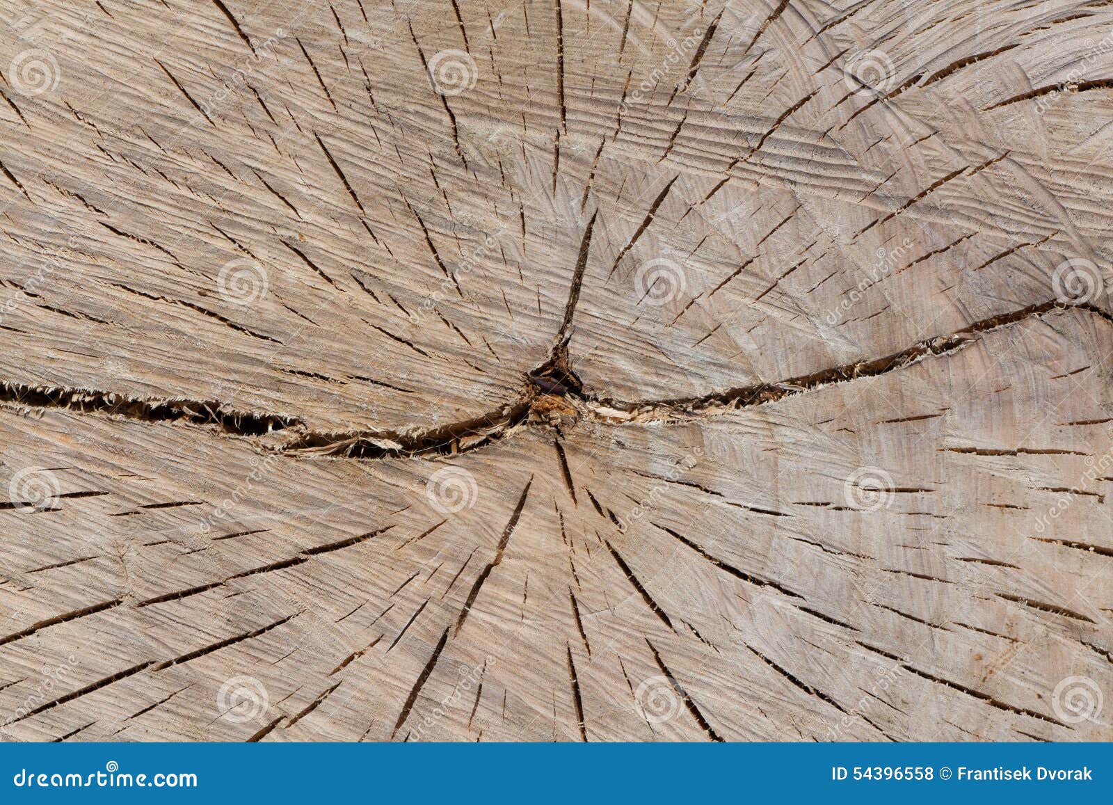 Cracked Timber Trunk stock photo. Image of profile, macro 54396558