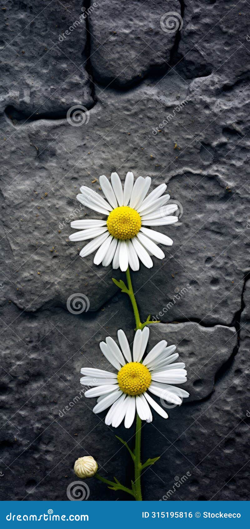 cracked wall blooms: a captivating photograph of daisies in mitch griffiths' style