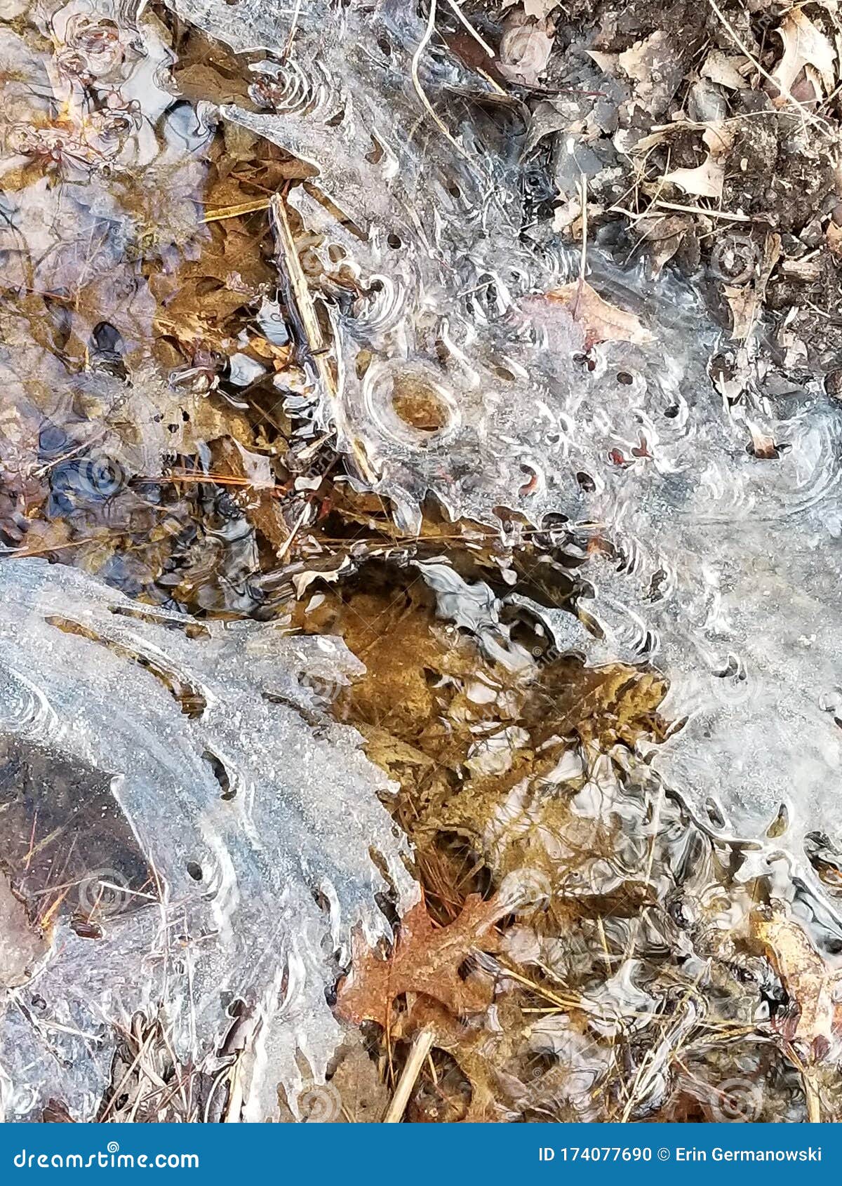 crackly dry leaves trapped in the ice.