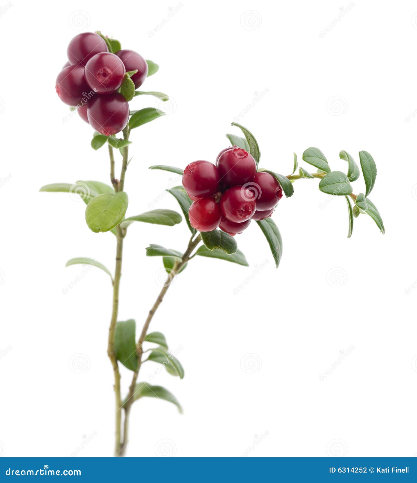 Cranberries stock photo. Image of cranberries, close, organic 6314252