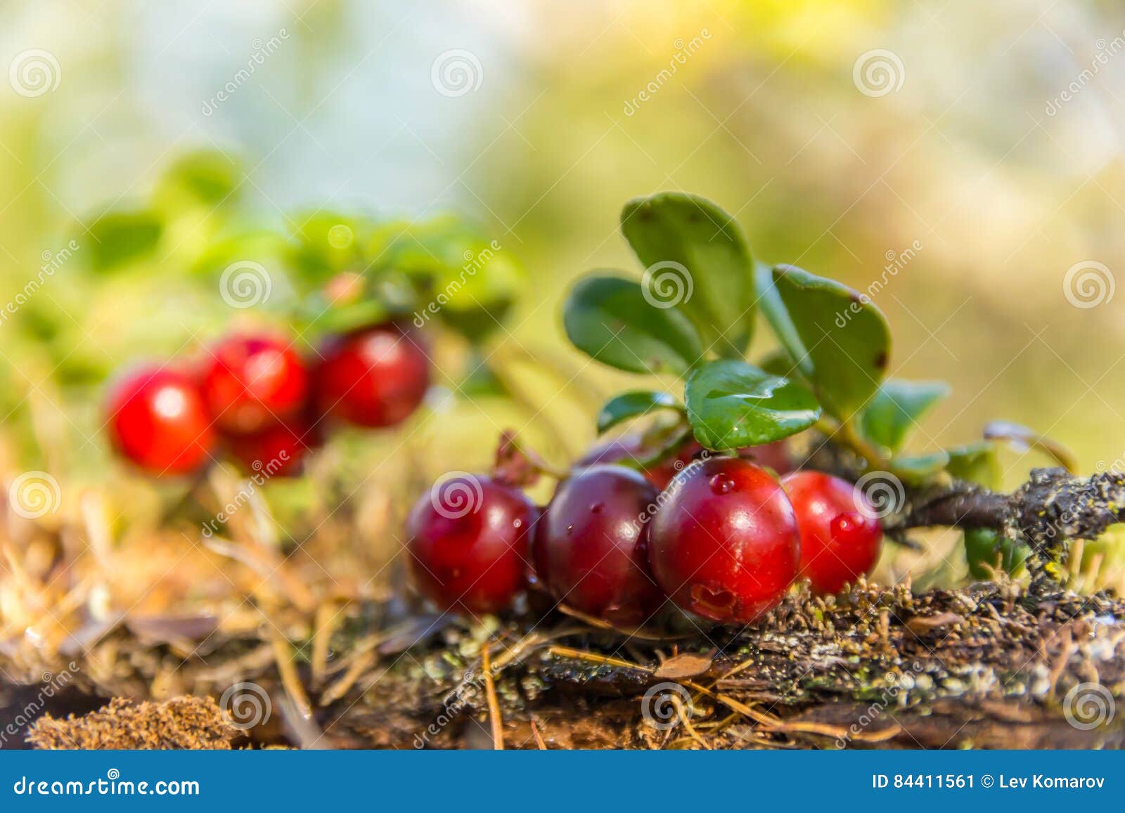 Cranberries stock image. Image of autumn, lying, drops 84411561