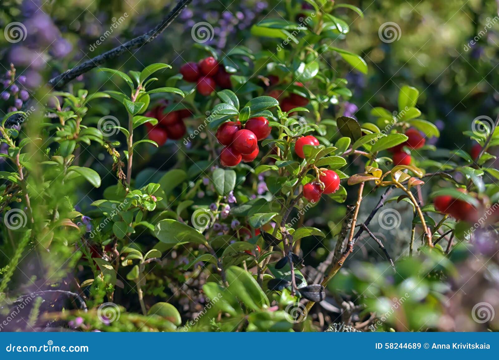 Cranberries on a bush stock image. Image of branch, cranberry 58244689