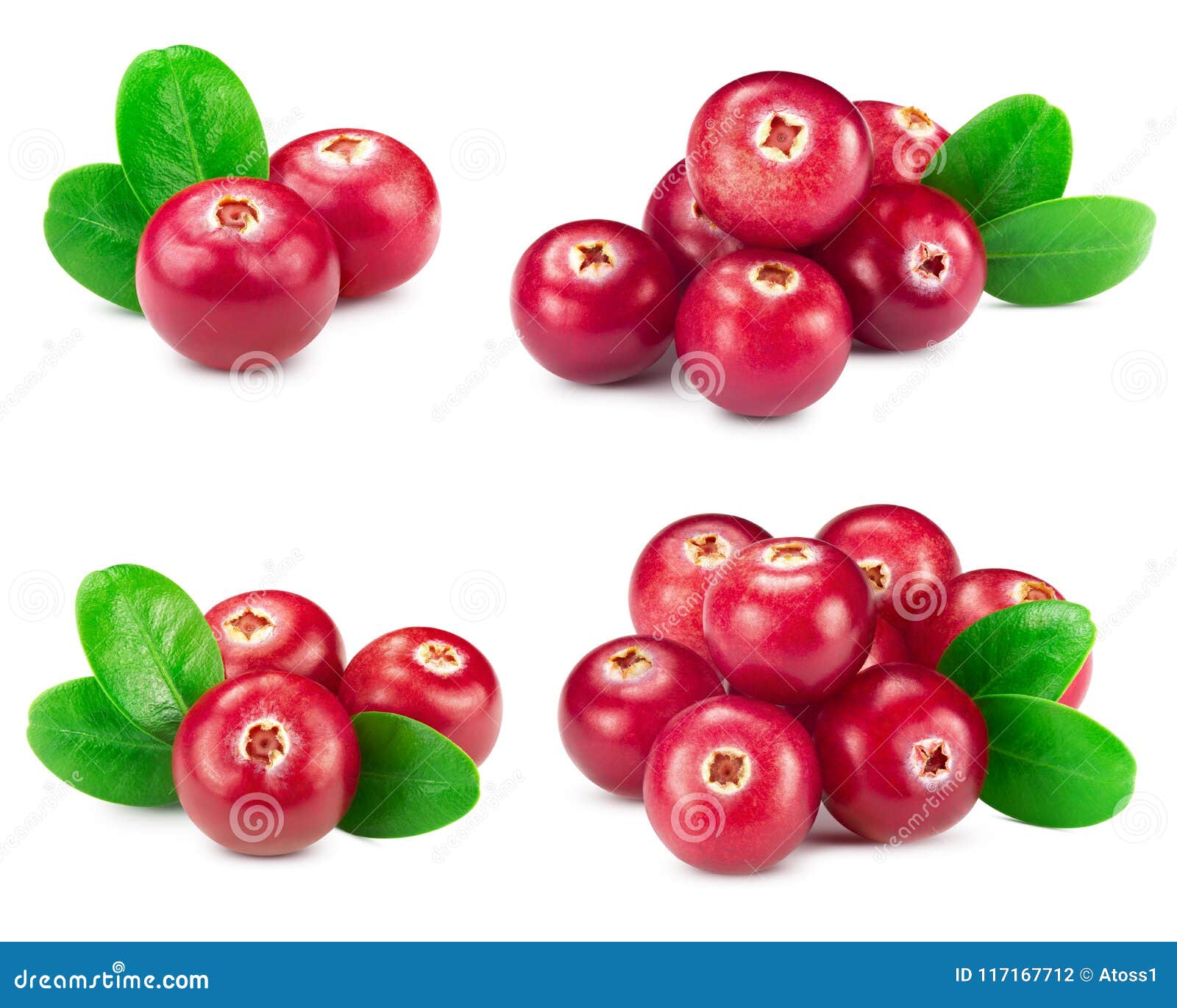 Cranberries Collection Isolated Stock Photo Image of fresh, ripe 117167712