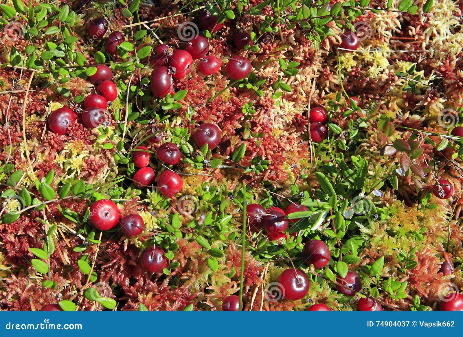 Cranberries Growing in Fen. Stock Image Image of cranberry, freshness