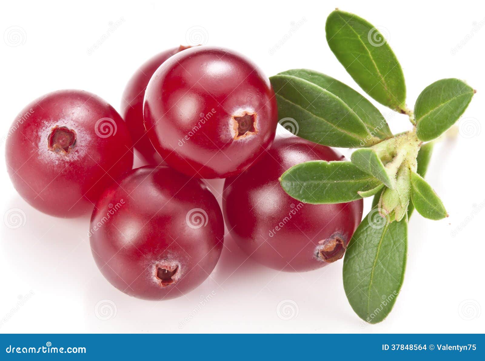 Cranberries with leaves. stock photo. Image of bunch 37848564