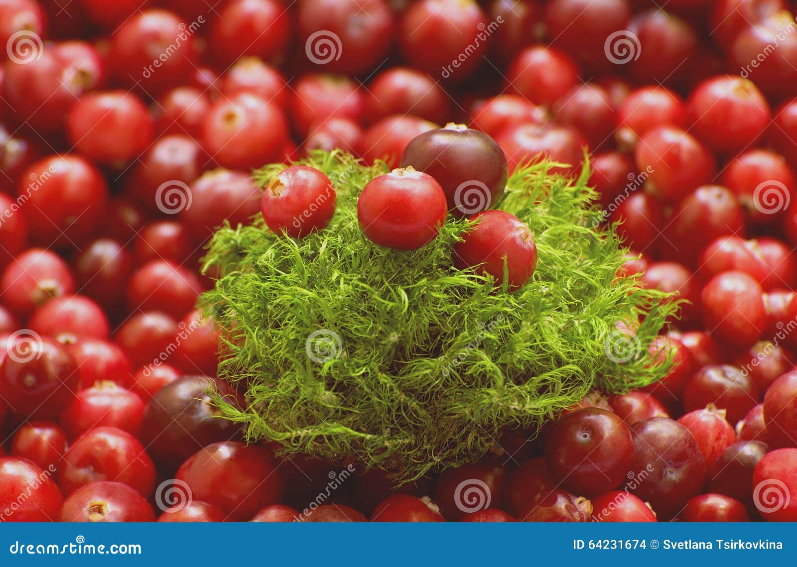 Cranberries and moss stock photo. Image of freshness 64231674