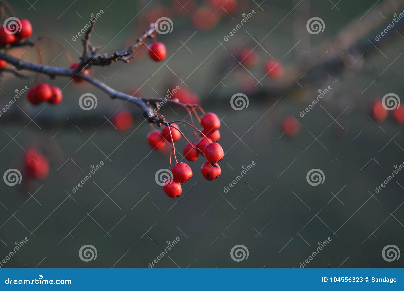 Cranberry. Macrodetail van wilde Amerikaanse veenbes