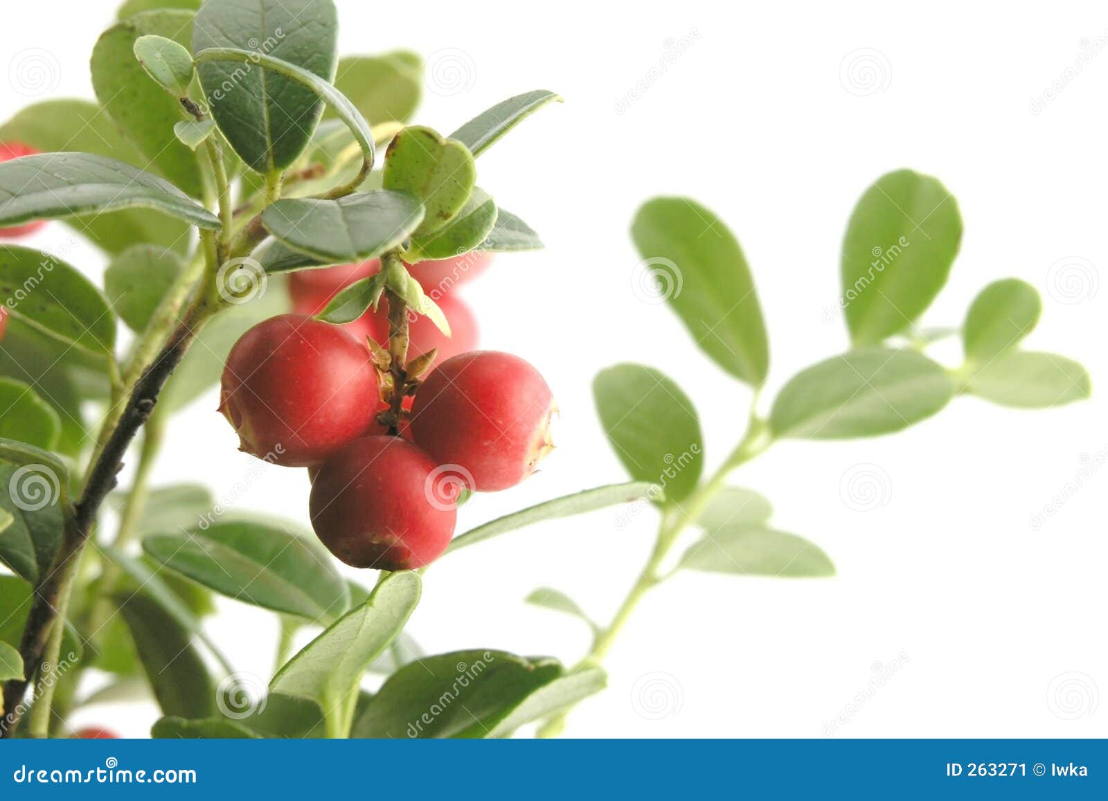 Cranberry. Cowberry