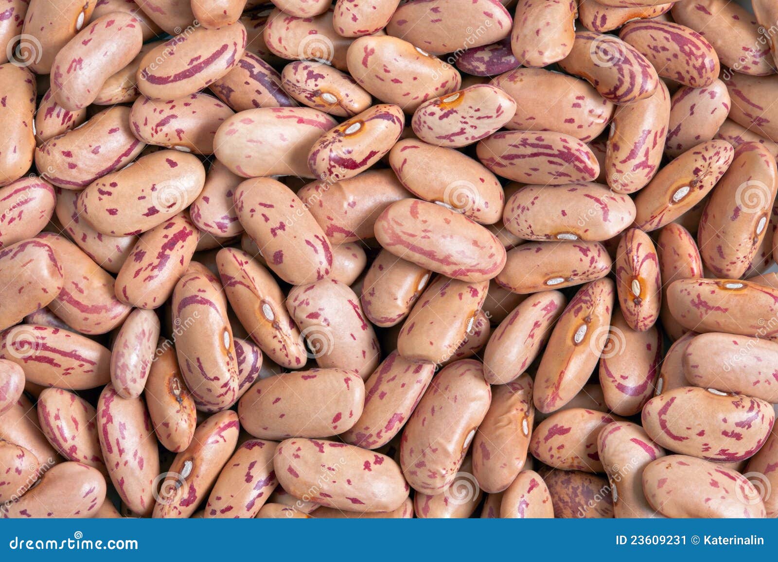 Cranberry Bean stock image. Image of background, macro 23609231