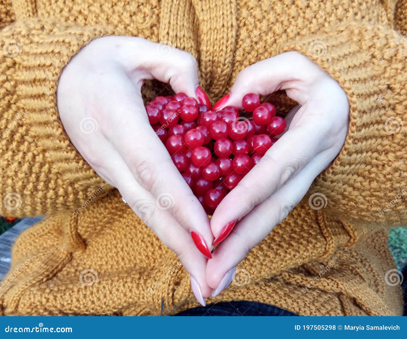 cranberry berries in women`s hands in the  of a heart, side view, close - up-the concept of the usefulness of using medicina